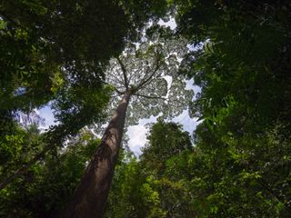 tree seen from the ground, the leaves are sparse and the blue sky is visible through them